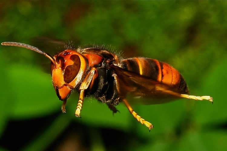 حمله زنبورهای قرمز به ایرانشهر یک کشته برجای گذاشت