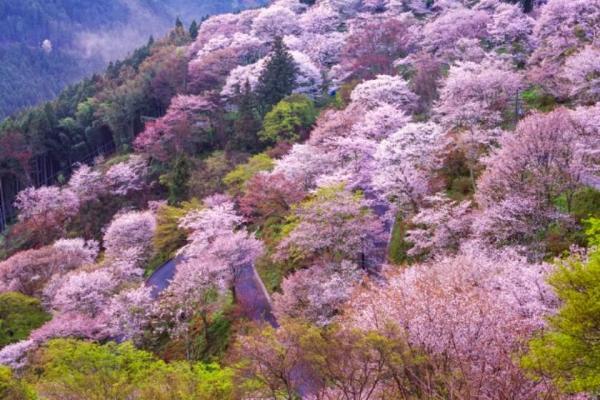 برترین مقاصد سفر در فصل بهار، گیسوی شکوفه بر چهره طبیعت