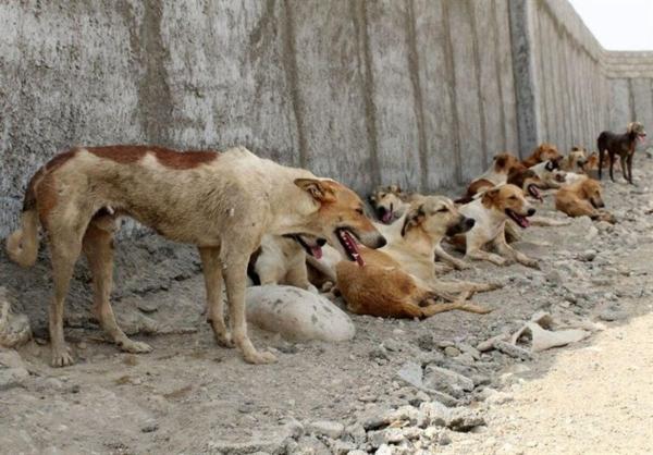 تعداد سگ های بی صاحب تهران بیش از 400 هزار قلاده است!