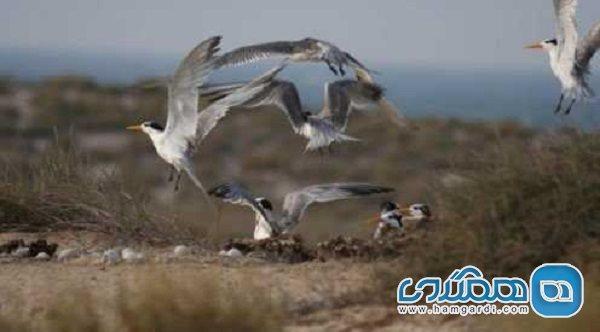 پناهگاه حیات وحش جزیره شتور یکی از جاذبه های گردشگری استان هرمزگان است