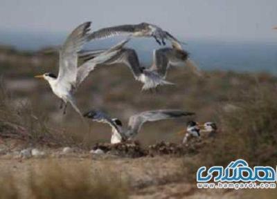 پناهگاه حیات وحش جزیره شتور یکی از جاذبه های گردشگری استان هرمزگان است